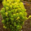 Korean Gold Plum Yew (Cephalotaxus) - 3 Gallon Pot