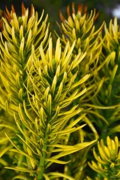 Korean Gold Plum Yew (Cephalotaxus) - 3 Gallon Pot 8 Korean Gold Plum Yew (Cephalotaxus) - 3 Gallon Pot -Wilson Bros Gardens Shop cephalotaxus harringtonia korean gold japanese yew 13