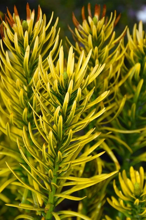 Korean Gold Plum Yew (Cephalotaxus) - 3 Gallon Pot 4 Korean Gold Plum Yew (Cephalotaxus) - 3 Gallon Pot - Image 4