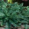 Creeping Japanese Plum Yew (Cephalotaxus Harringtonia 'Prostrata') - 2.5 Gallon Pot