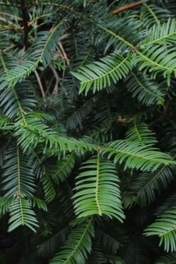 Japanese Plum Yew Tree (Cephalotaxus Harringtonia) - 3 Gallon Pot 9 Japanese Plum Yew Tree (Cephalotaxus Harringtonia) - 3 Gallon Pot -Wilson Bros Gardens Shop cephalotaxus harringtonia tree 2