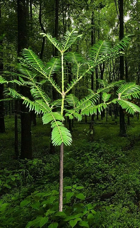 Japanese Plum Yew Tree (Cephalotaxus Harringtonia) - 3 Gallon Pot 4 Japanese Plum Yew Tree (Cephalotaxus Harringtonia) - 3 Gallon Pot - Image 4