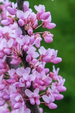 Alley Cat Redbud Tree - 7 Gallon Pot (4-5') -Wilson Bros Gardens Shop cercis canadensis alley cat redbud 2 1