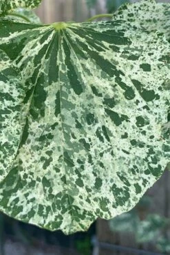 Alley Cat Redbud Tree - 7 Gallon Pot (4-5') -Wilson Bros Gardens Shop cercis canadensis alley cat redbud 3