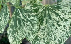 Alley Cat Redbud Tree - 7 Gallon Pot (4-5') -Wilson Bros Gardens Shop cercis canadensis alley cat redbud 4