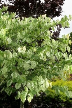 Alley Cat Redbud Tree - 7 Gallon Pot (4-5') -Wilson Bros Gardens Shop cercis canadensis alley cat redbud 6