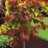 Flamethrower Redbud Tree - 3 Gallon Pot (2-3')