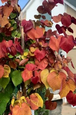 Flamethrower Redbud Tree - 3 Gallon Pot (3-4') -Wilson Bros Gardens Shop cercis canadensis flamethrower redbud tree 3 2