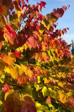 Flamethrower Redbud Tree - 3 Gallon Pot (3-4') -Wilson Bros Gardens Shop cercis canadensis flamethrower redbud tree 7 2