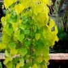 Golden Falls Weeping Redbud Tree - 3 Gallon Pot (1-2')