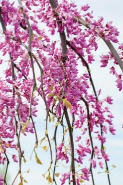 Golden Falls Weeping Redbud Tree - 3 Gallon Pot (3-4') -Wilson Bros Gardens Shop cercis canadensis golden falls weeping redbud 4 4