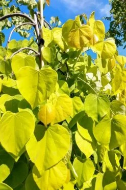 Golden Falls Weeping Redbud Tree - 5 Gallon Pot (4-5') -Wilson Bros Gardens Shop cercis canadensis golden falls weeping redbud 5