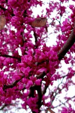 Oklahoma Redbud Tree - 5 Gallon Pot -Wilson Bros Gardens Shop cercis canadensis oklahoma redbud tree 5