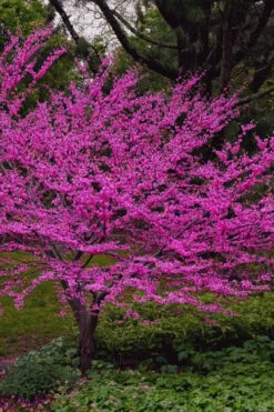 Oklahoma Redbud Tree - 5 Gallon Pot -Wilson Bros Gardens Shop cercis canadensis oklahoma redbud tree 6