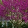 Oklahoma Redbud Tree - 5 Gallon Pot