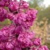 Pink Pom Poms Redbud Tree - 3 Gallon Pot