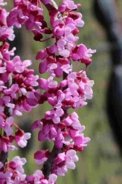 Traveller Weeping Redbud Tree - 7 Gallon Pot 11 Traveller Weeping Redbud Tree - 7 Gallon Pot -Wilson Bros Gardens Shop cercis canadensis travelers pink weeping redbud 6