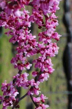 Traveller Weeping Redbud Tree - 7 Gallon Pot 15 Traveller Weeping Redbud Tree - 7 Gallon Pot -Wilson Bros Gardens Shop cercis canadensis travelers pink weeping redbud 7