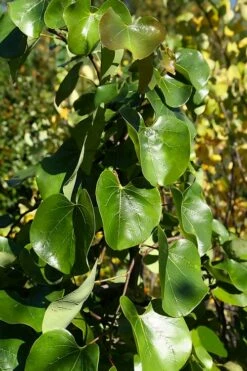 Traveller Weeping Redbud Tree - 7 Gallon Pot 14 Traveller Weeping Redbud Tree - 7 Gallon Pot -Wilson Bros Gardens Shop cercis canadensis travelers pink weeping redbud 8