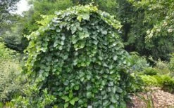 Traveller Weeping Redbud Tree - 7 Gallon Pot 12 Traveller Weeping Redbud Tree - 7 Gallon Pot -Wilson Bros Gardens Shop cercis canadensis travellers pink weeping redbud 4