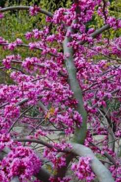 Traveller Weeping Redbud Tree - 7 Gallon Pot 13 Traveller Weeping Redbud Tree - 7 Gallon Pot -Wilson Bros Gardens Shop cercis canadensis travellers pink weeping redbud 5