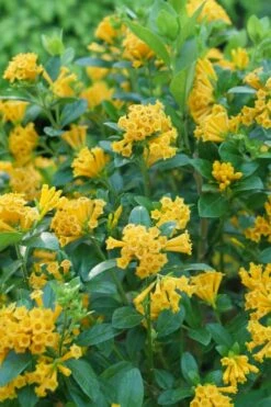 Juiced Orange Jessamine (Cestrum Corymbosum) - 3 Pack Of Quart Pots -Wilson Bros Gardens Shop cestrum juiced orange jessamine 1 1