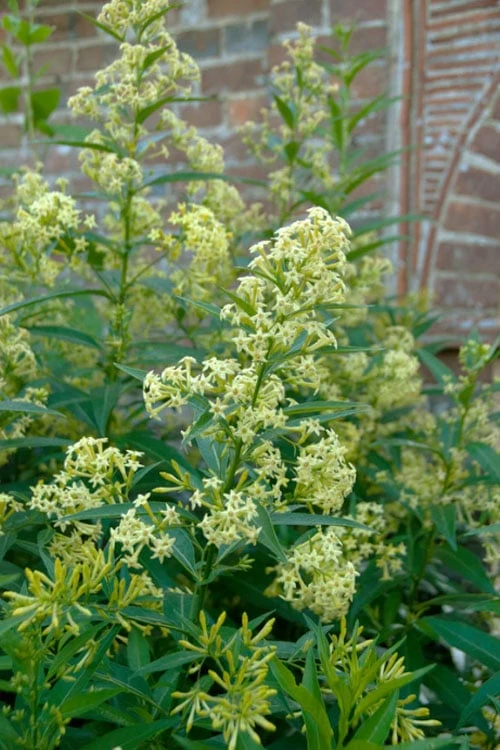 Chilean Hardy Willow Jessamine (Cestrum Parqui) - 2 Pack Of Quart Pots 1 Chilean Hardy Willow Jessamine (Cestrum Parqui) - 2 Pack Of Quart Pots