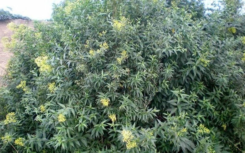 Chilean Hardy Willow Jessamine (Cestrum Parqui) - 2 Pack Of Quart Pots 5 Chilean Hardy Willow Jessamine (Cestrum Parqui) - 2 Pack Of Quart Pots - Image 5