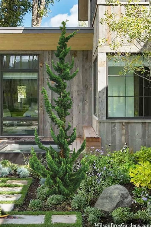 Wissel's Saguaro Lawson Cypress - 3 Gallon Pot 1 Wissel's Saguaro Lawson Cypress - 3 Gallon Pot