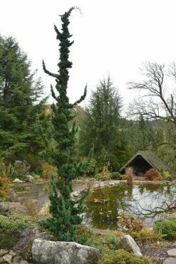 Wissel's Saguaro Lawson Cypress - 3 Gallon Pot 8 Wissel's Saguaro Lawson Cypress - 3 Gallon Pot -Wilson Bros Gardens Shop chamaecyparis lawsoniani wissels saguaro cypress 4