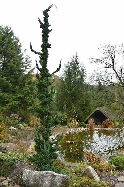 Wissel's Saguaro Lawson Cypress - 3 Gallon Pot 4 Wissel's Saguaro Lawson Cypress - 3 Gallon Pot - Image 4