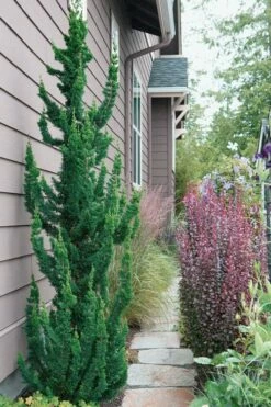 Wissel's Saguaro Lawson Cypress - 3 Gallon Pot 9 Wissel's Saguaro Lawson Cypress - 3 Gallon Pot -Wilson Bros Gardens Shop chamaecyparis lawsoniani wissels saguaro cypress 5