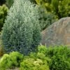 Snow White Lawson's Cypress (Chamaecyparis Lawsoniana) - 3 Gallon Pot