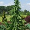 Weeping Nootka Cypress - 1 Gallon Pot