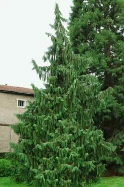 Weeping Nootka Cypress - 3 Gallon Pot -Wilson Bros Gardens Shop chamaecyparis nootkatensis pendula weeping nootka cypress 5