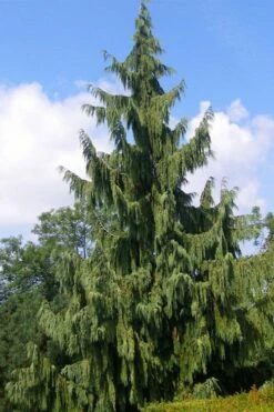 Weeping Nootka Cypress - 3 Gallon Pot -Wilson Bros Gardens Shop chamaecyparis nootkatensis pendula weeping nootka cypress 6