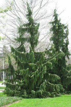 Weeping Nootka Cypress - 3 Gallon Pot -Wilson Bros Gardens Shop chamaecyparis nootkatensis pendula weeping nootka cypress 8