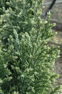 Snow White Lawson's Cypress (Chamaecyparis Lawsoniana) - 3 Gallon Pot -Wilson Bros Gardens Shop chamaecyparis obtusa blue feathers hinoki cypress 3 2