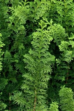 Fernspray Hinoki Cypress - 1 Gallon Pot -Wilson Bros Gardens Shop chamaecyparis obtusa filicoides fernspray hinoki cypress 2 1