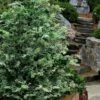Gimborn Beauty Hinoki Cypress - 7 Gallon Pot