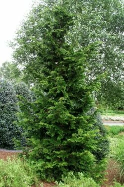 Slender Hinoki Cypress - 3 Gallon Pot (1.5-2') -Wilson Bros Gardens Shop chamaecyparis obtusa gracilis slender hinoki cypress 101