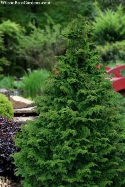 Koster Hinoki Cypress - 1 Gallon Pot