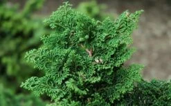 Koster Hinoki Cypress - 1 Gallon Pot -Wilson Bros Gardens Shop chamaecyparis obtusa kosteri hinoki cypress 2
