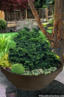Leprechaun Miniature Hinoki Cypress (Chameacyparis Obtusa) - 1 Gallon Pot