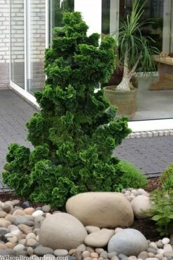 Dwarf Hinoki Cypress (Chamaecyparis Obtusa 'Nana Gracilis') - 3 Gallon Pot 9 Dwarf Hinoki Cypress (Chamaecyparis Obtusa 'Nana Gracilis') - 3 Gallon Pot -Wilson Bros Gardens Shop chamaecyparis obtusa nana gracilis dwarf hinoki cypress 4