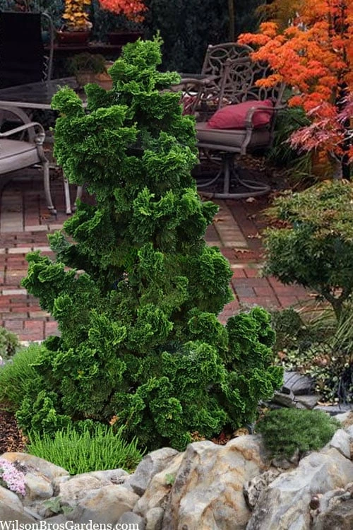 Dwarf Hinoki Cypress (Chamaecyparis Obtusa 'Nana Gracilis') - 3 Gallon Pot 1 Dwarf Hinoki Cypress (Chamaecyparis Obtusa 'Nana Gracilis') - 3 Gallon Pot