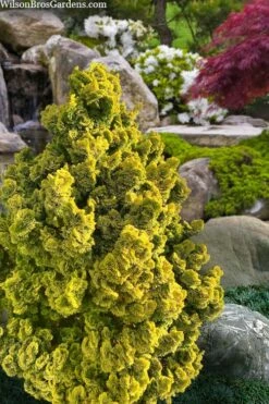 Golden Dwarf Hinoki Cypress - Chamaecyparis Obtusa 'Nana Lutea' - 2 Gallon Pot -Wilson Bros Gardens Shop chamaecyparis obtusa nana lutea 100 2
