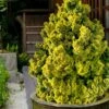 Golden Dwarf Hinoki Cypress - Chamaecyparis Obtusa 'Nana Lutea' - 1 Gallon Pot