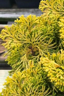 Golden Dwarf Hinoki Cypress - Chamaecyparis Obtusa 'Nana Lutea' - 3 Gallon Pot -Wilson Bros Gardens Shop chamaecyparis obtusa nana lutea 103 1