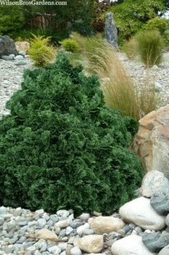 True Dwarf Hinoki Cypress (Chameacyparis Obtusa 'Nana') - 2 Gallon Pot